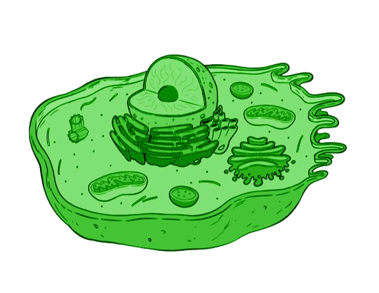 Cell Model