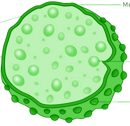Organelle image