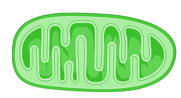 Organelle image