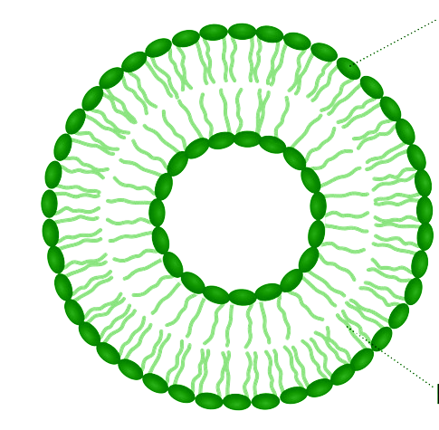 Organelle image